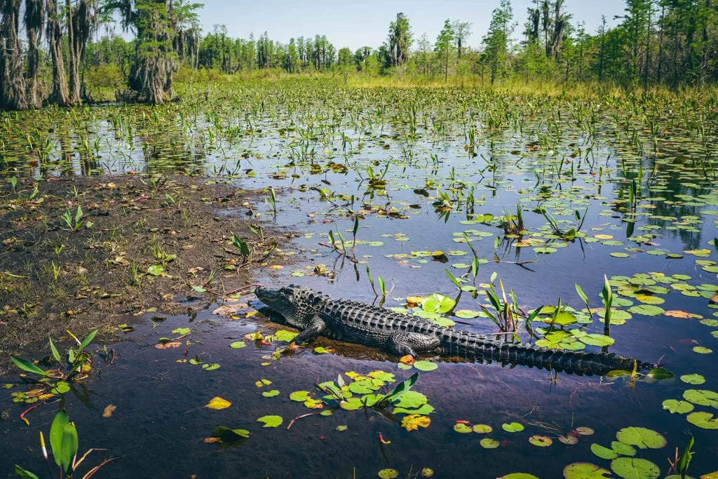 Okefenokee Swamp